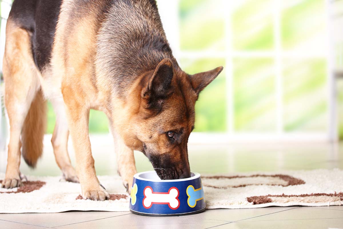 Best Dog Food For German Shepherds With Sensitive Stomachs