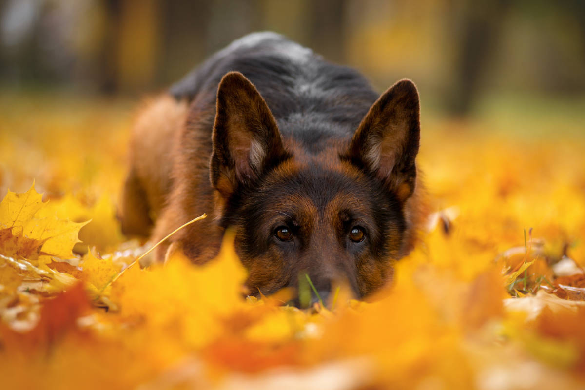 When Do German Shepherds Shed Their Winter Coat