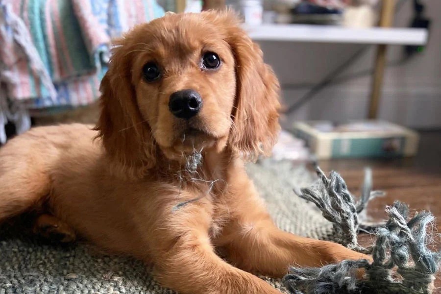 Golden Cavalier Appearance Temperament Exercise Shedding