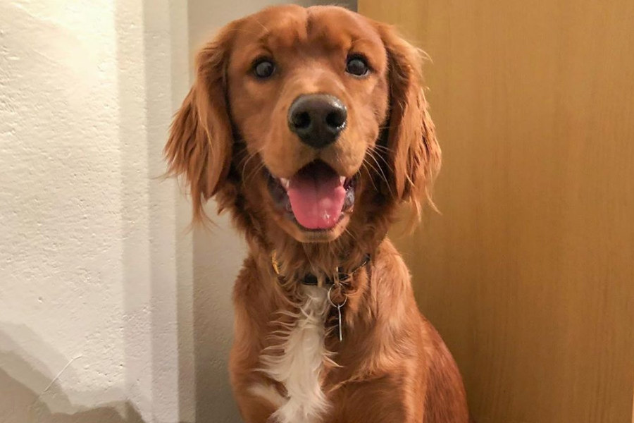 Golden Cavalier Appearance Temperament Exercise Shedding