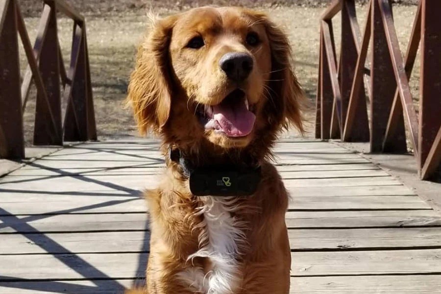 Golden Cavalier Appearance Temperament Exercise Shedding