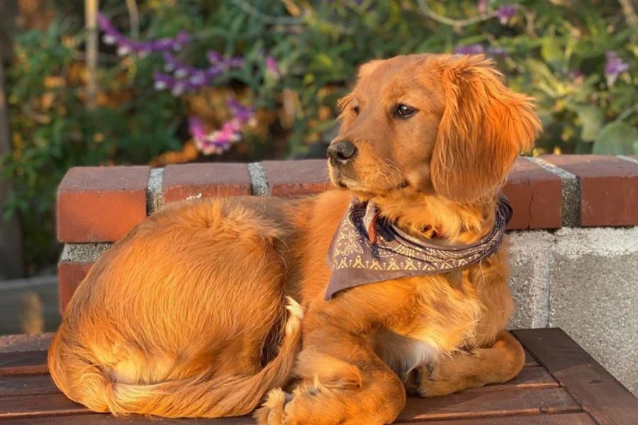 Golden Cavalier Appearance Temperament Exercise Shedding