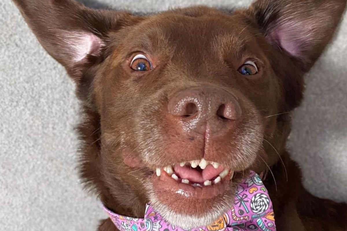 Good Boy Ollie Questions And Answers • helloBARK!