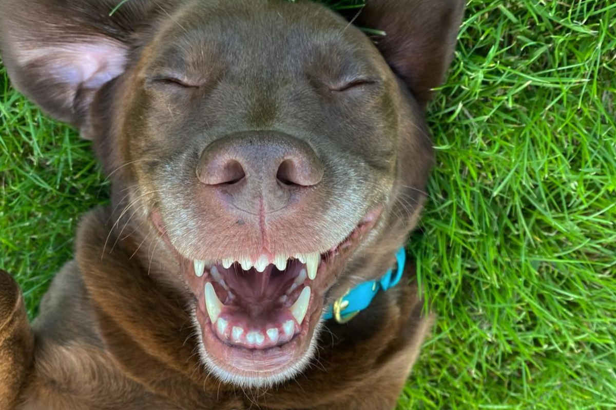 Good Boy Ollie Questions And Answers • helloBARK!