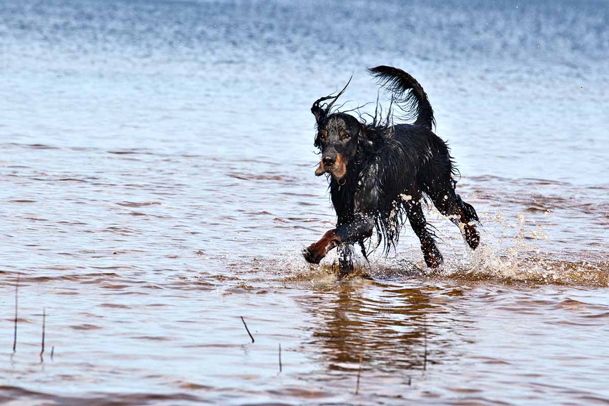 Difference Between Irish Setter, English Setter And Gordon Setter