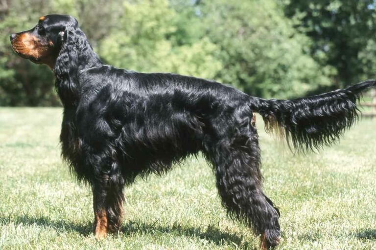 Difference Between Irish Setter, English Setter And Gordon Setter