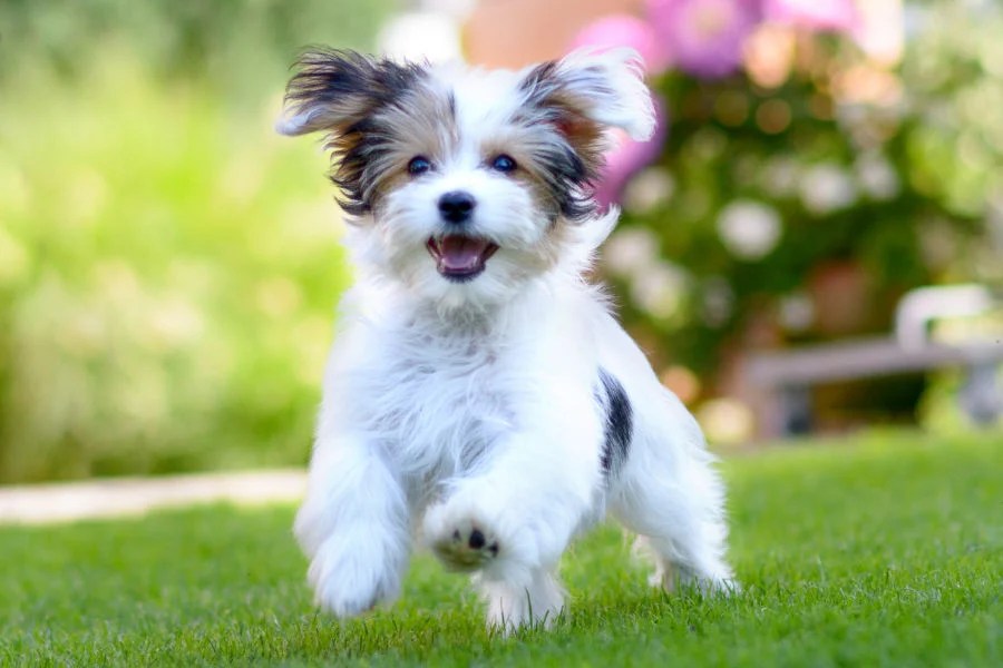 Havanese • helloBARK!