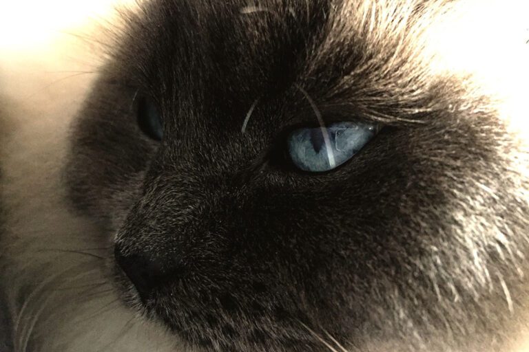 Himalayan Cats Pros and Cons • helloBARK!