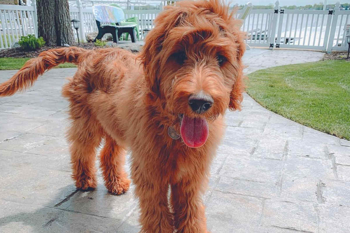 Best Dog Food For Irish Doodles Fresh Meals Tailored Kibble Raw