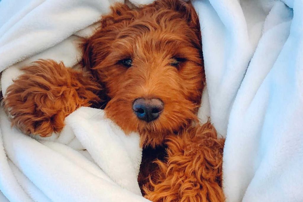 Irish Doodles Size Appearance Temperament Hypoallergenic Price