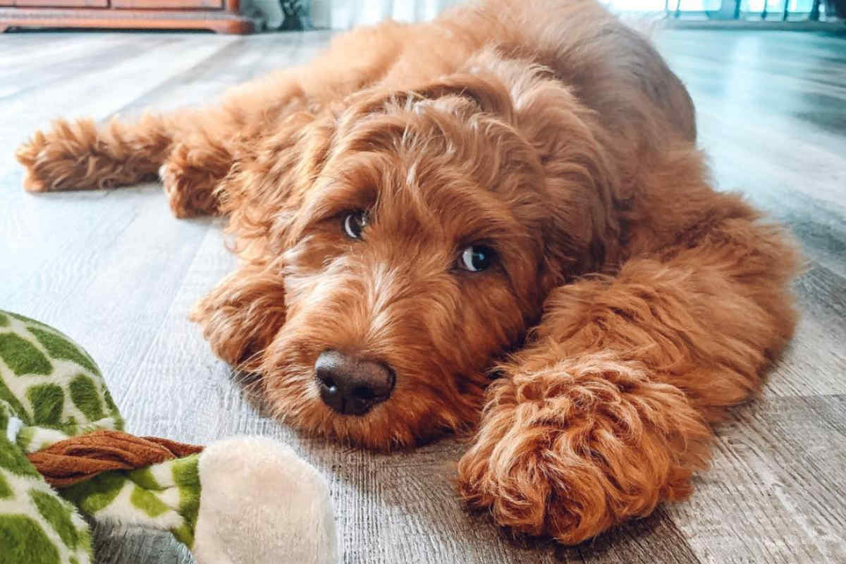 How Big Do Irish Doodle Puppies Get