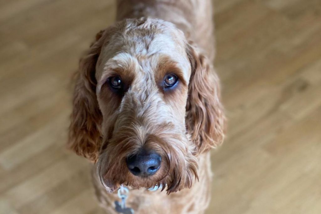 Irish Doodles Size Appearance Temperament Hypoallergenic Price