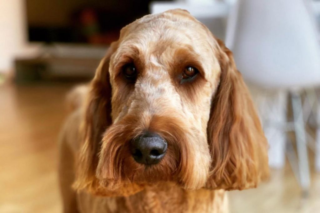 Are Irish Doodles Hypoallergenic? • helloBARK!