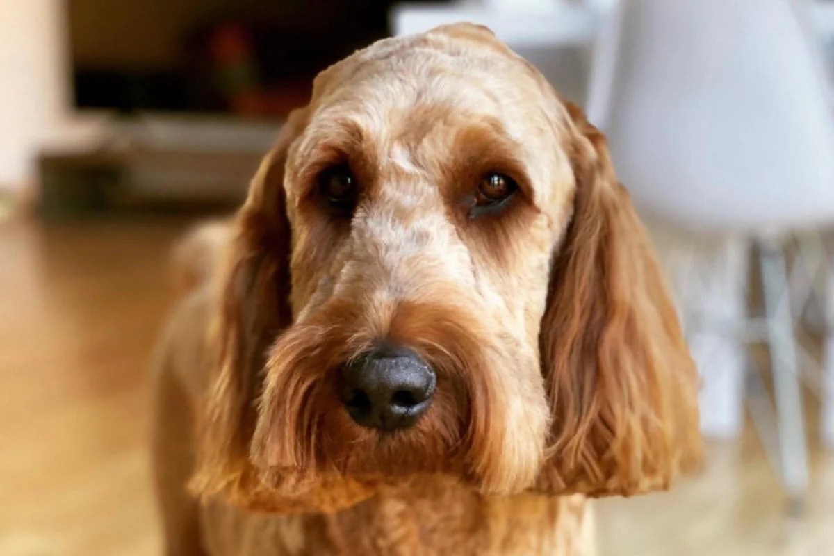 Are Irish Doodles Hypoallergenic? • helloBARK!