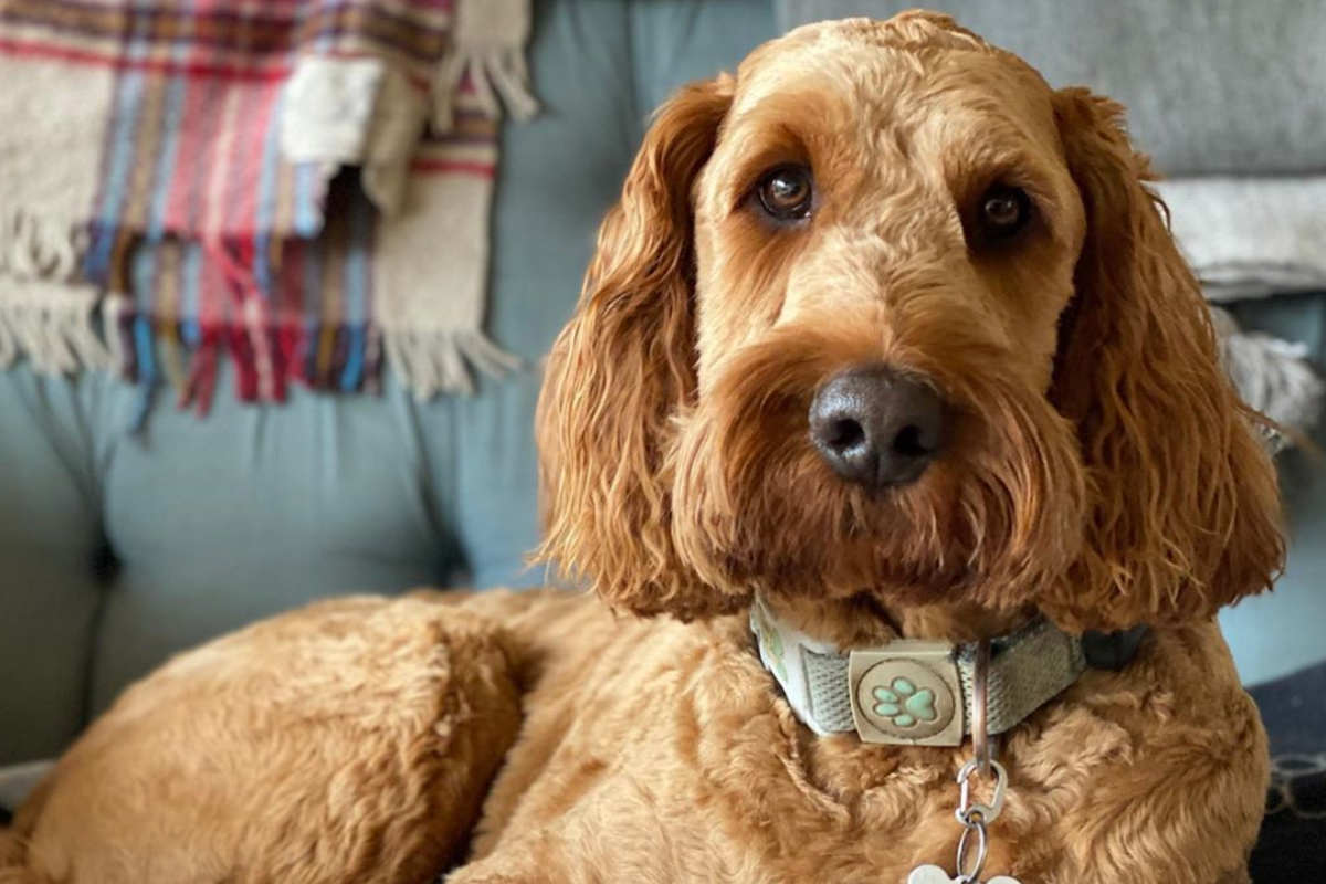 Irish Doodles Size Appearance Temperament Hypoallergenic Price