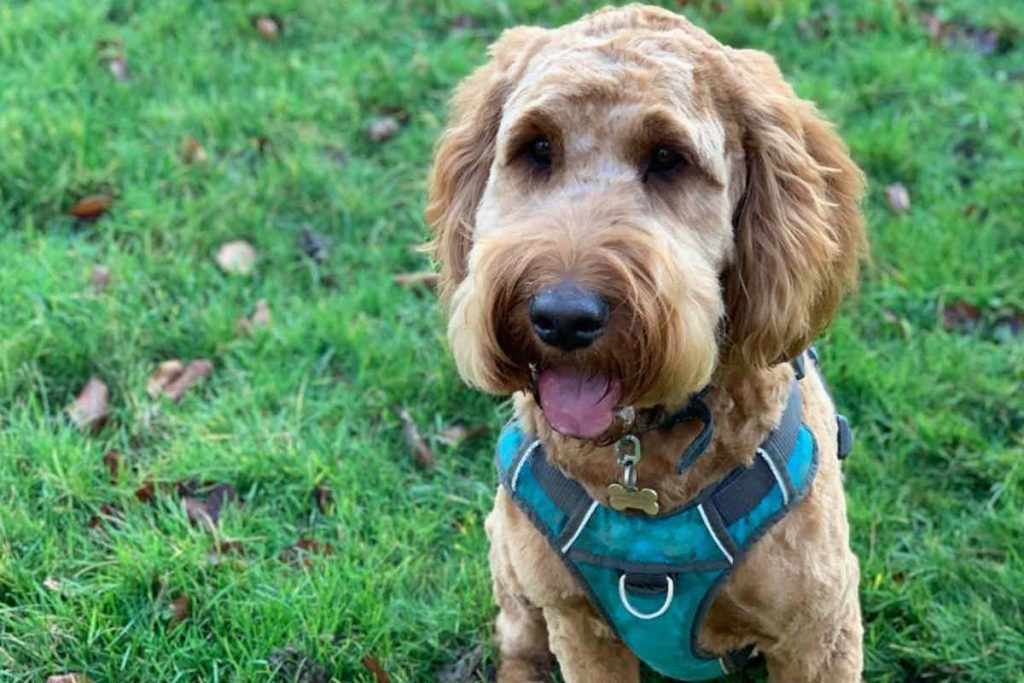 Irish Doodles Size Appearance Temperament Hypoallergenic Price