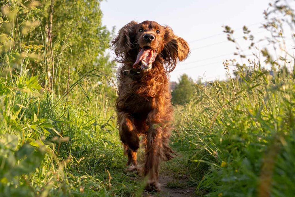 Difference Between Irish Setter, English Setter And Gordon Setter