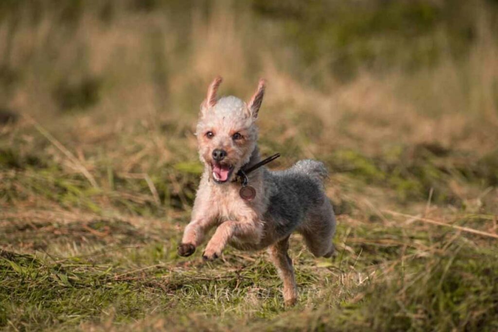 How Big Do Jack A Poos Get