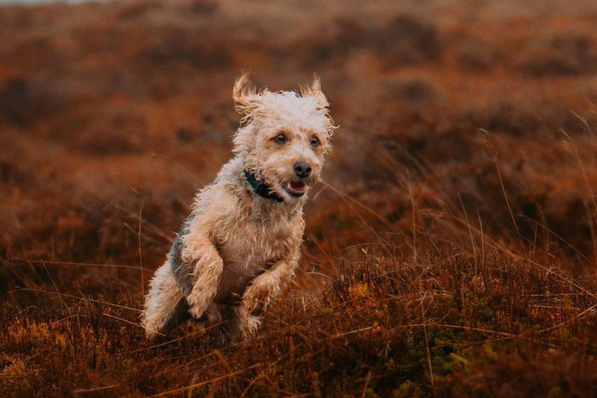 How Big Do Jack A Poos Get