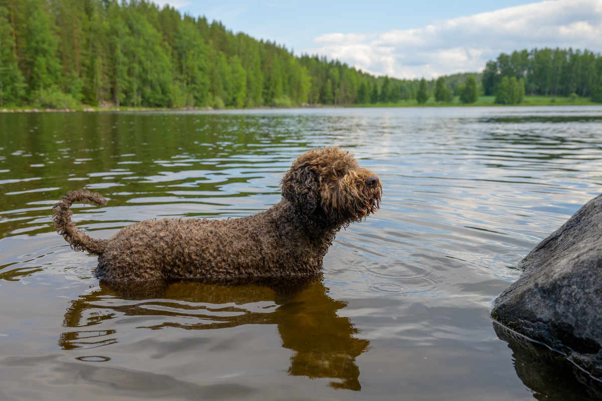 Italian Water Dog