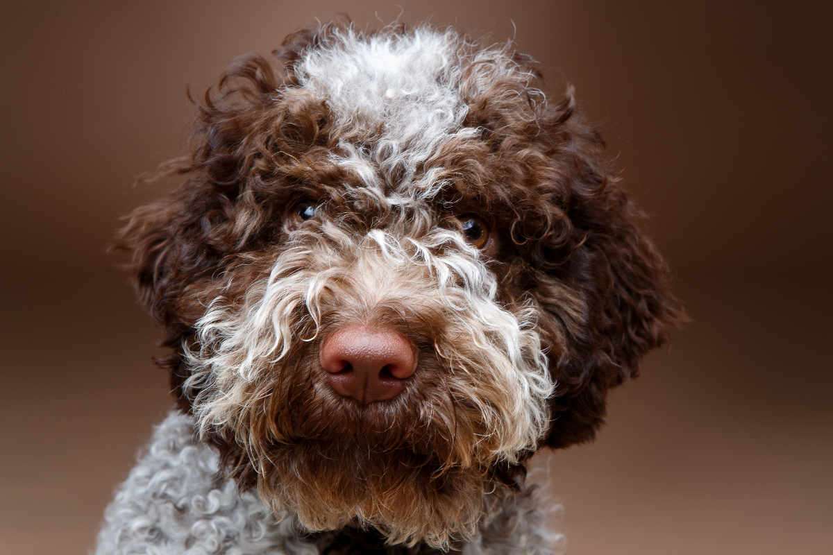 Lagotto Romagnolo Price How Much Are Lagotto Romagnolo Puppies?