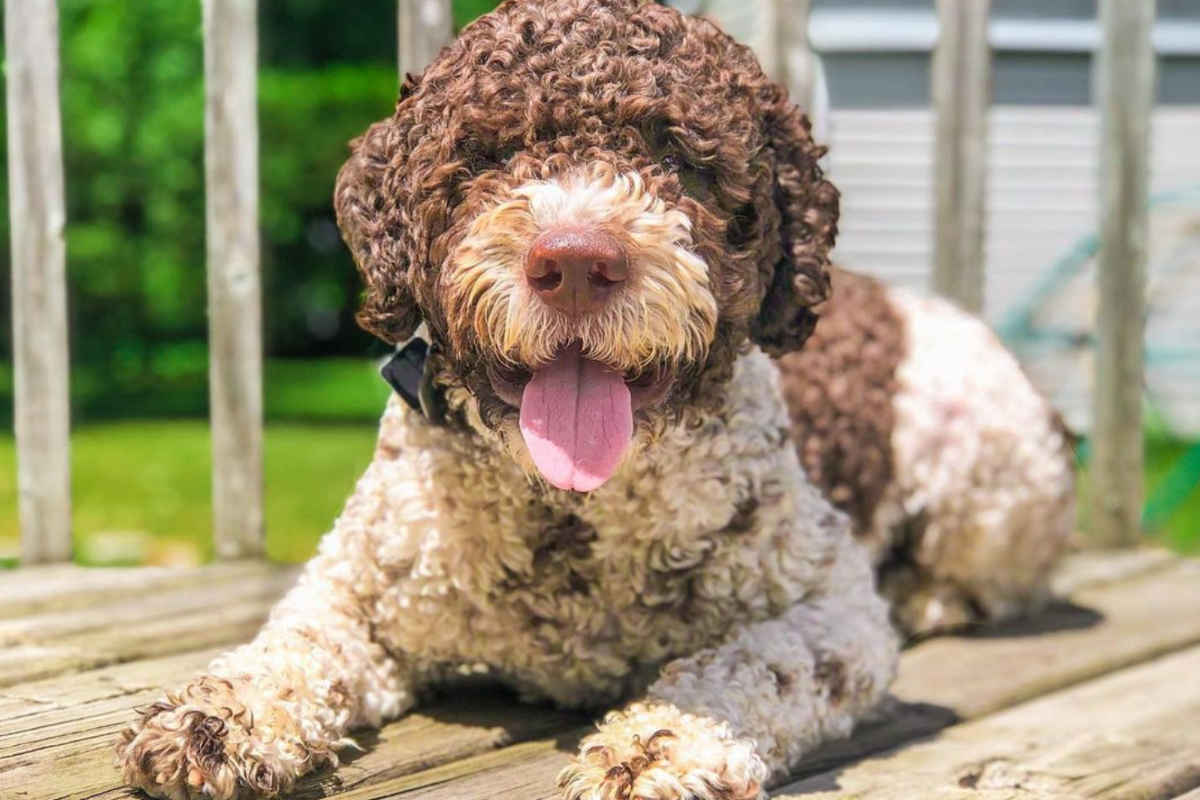 What Is The Grooming On A Lagotto Romagnolo