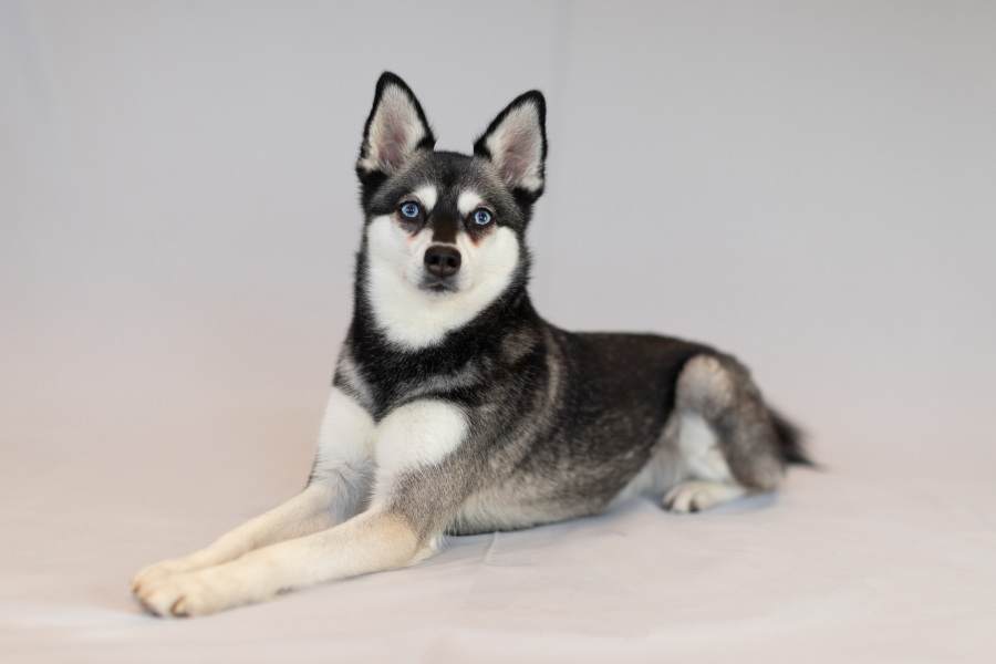 What Size Are Alaskan Klee Kai? helloBARK!