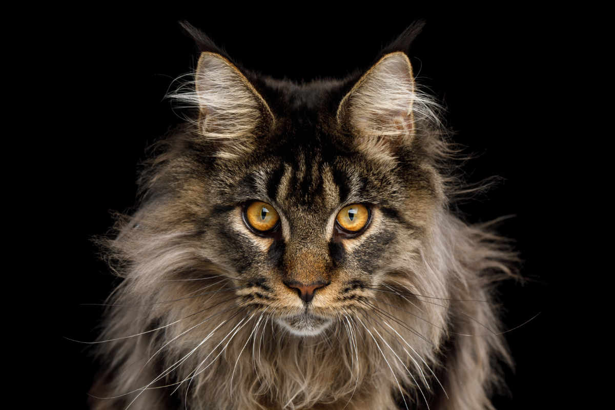 Maine Coon Pros And Cons helloBARK! (2022)