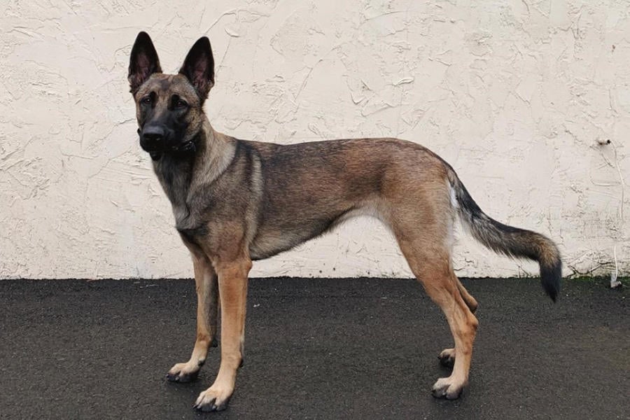 Malinois X Pictures • helloBARK!