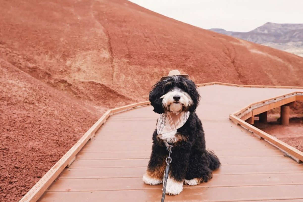 Mini Bernedoodle Size Appearance Temperament Price Shedding