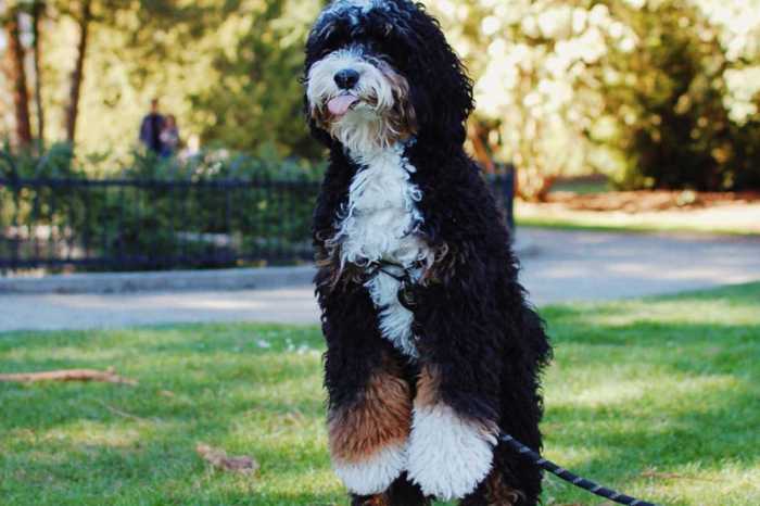 Teacup Bernedoodle Full Grown at Jeremy Burris blog Download mp4 of youtube