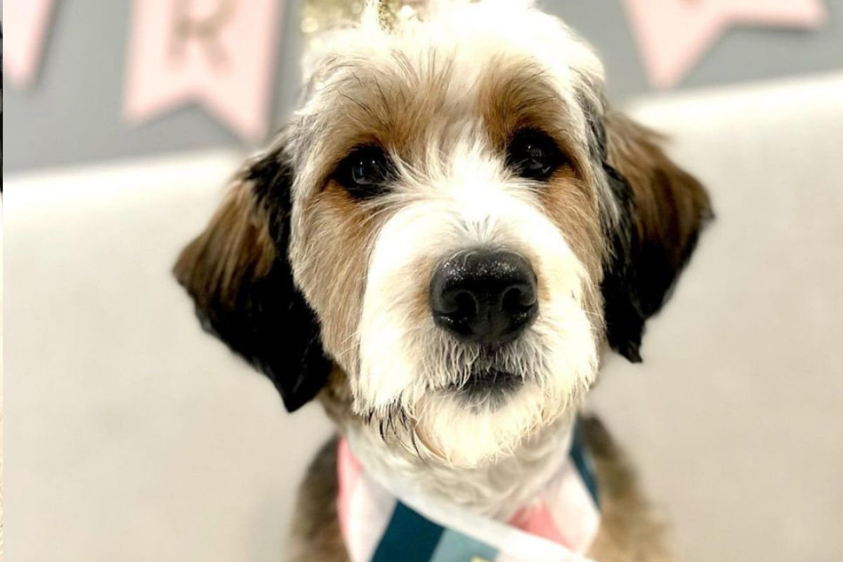 Are mini Bernedoodles good family dogs? Expert Advice KeepingDog