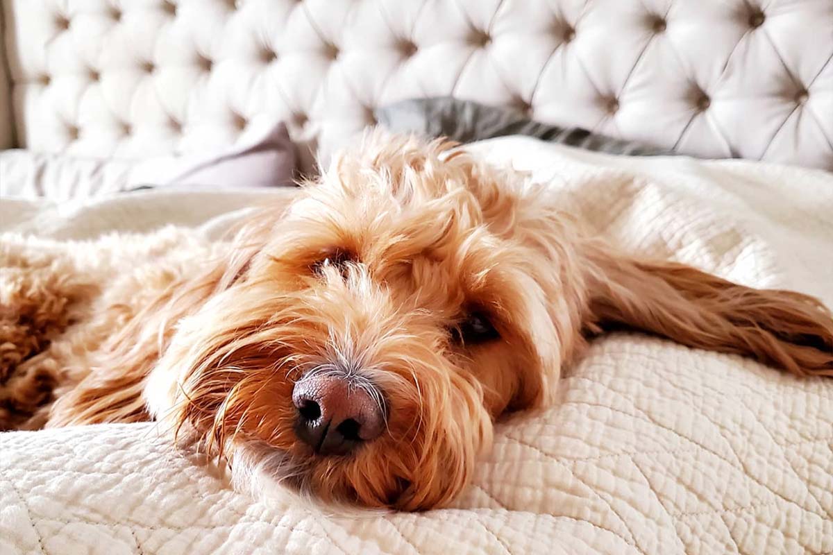 Do Mini Goldendoodles Have Separation Anxiety