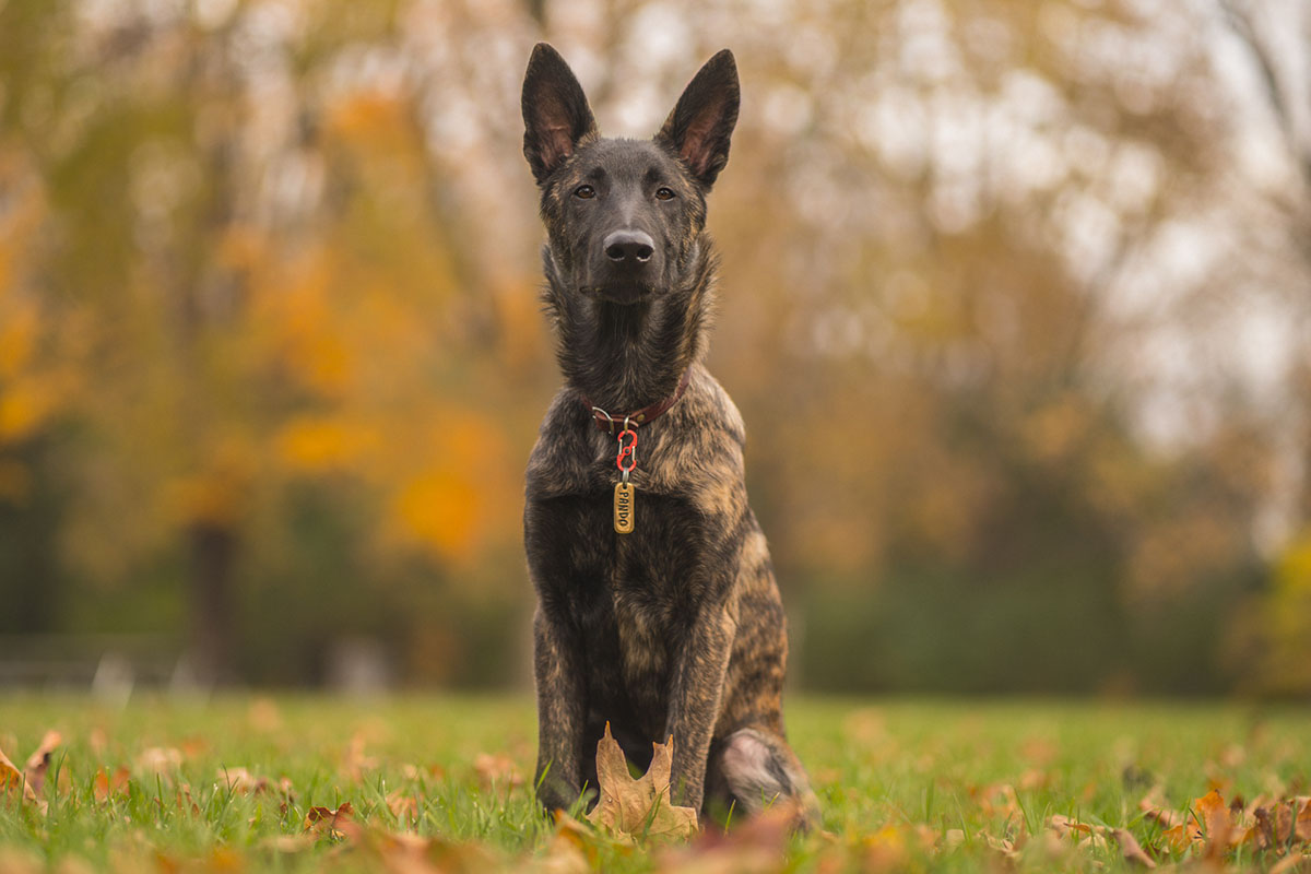 Dutch Shepherd Pros And Cons • helloBARK!
