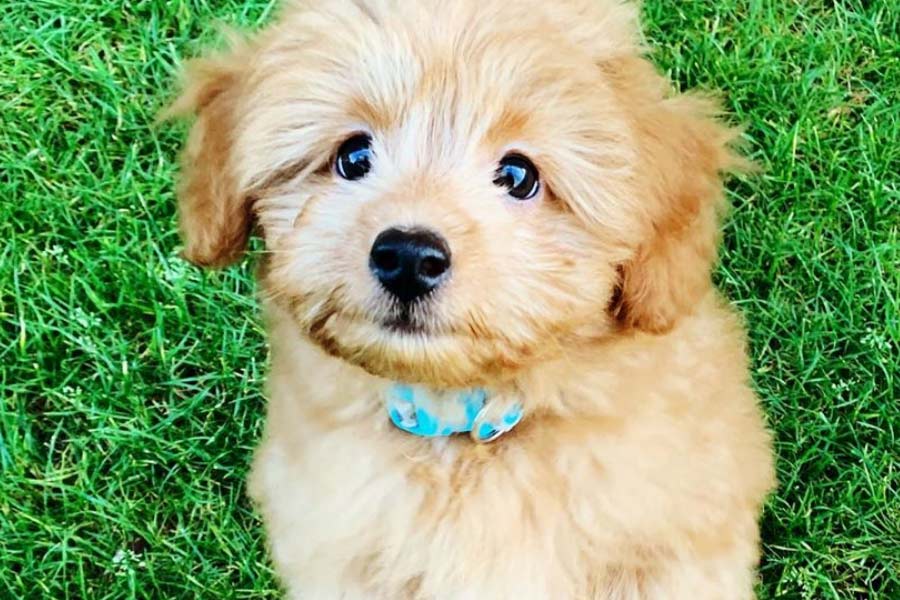 Teddy bear breeds of dogs Animals Super Store