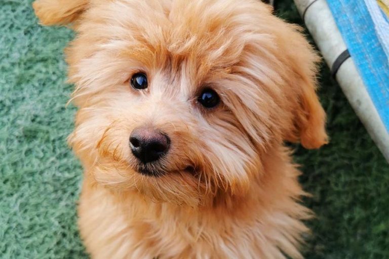 Pomapoo Appearance Size Temperament Shedding Exercise Food