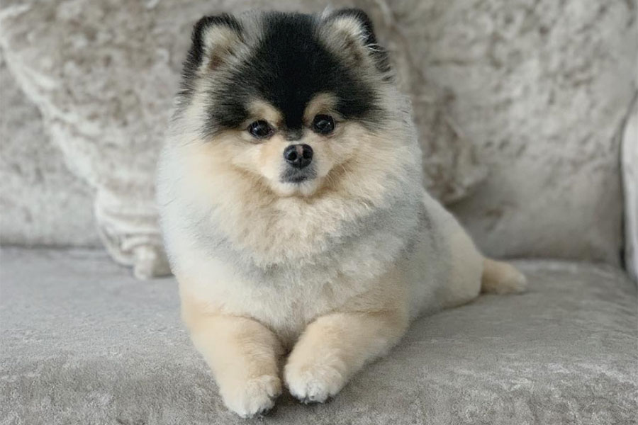 20 famous Pomeranians To Follow On Instagram • helloBARK!