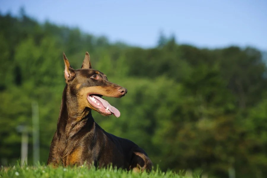 10 Doberman Cross Breeds • helloBARK!