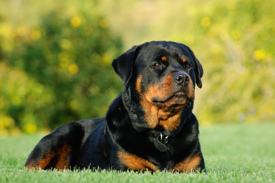 20 Rottweilers To Follow On Instagram • helloBARK!
