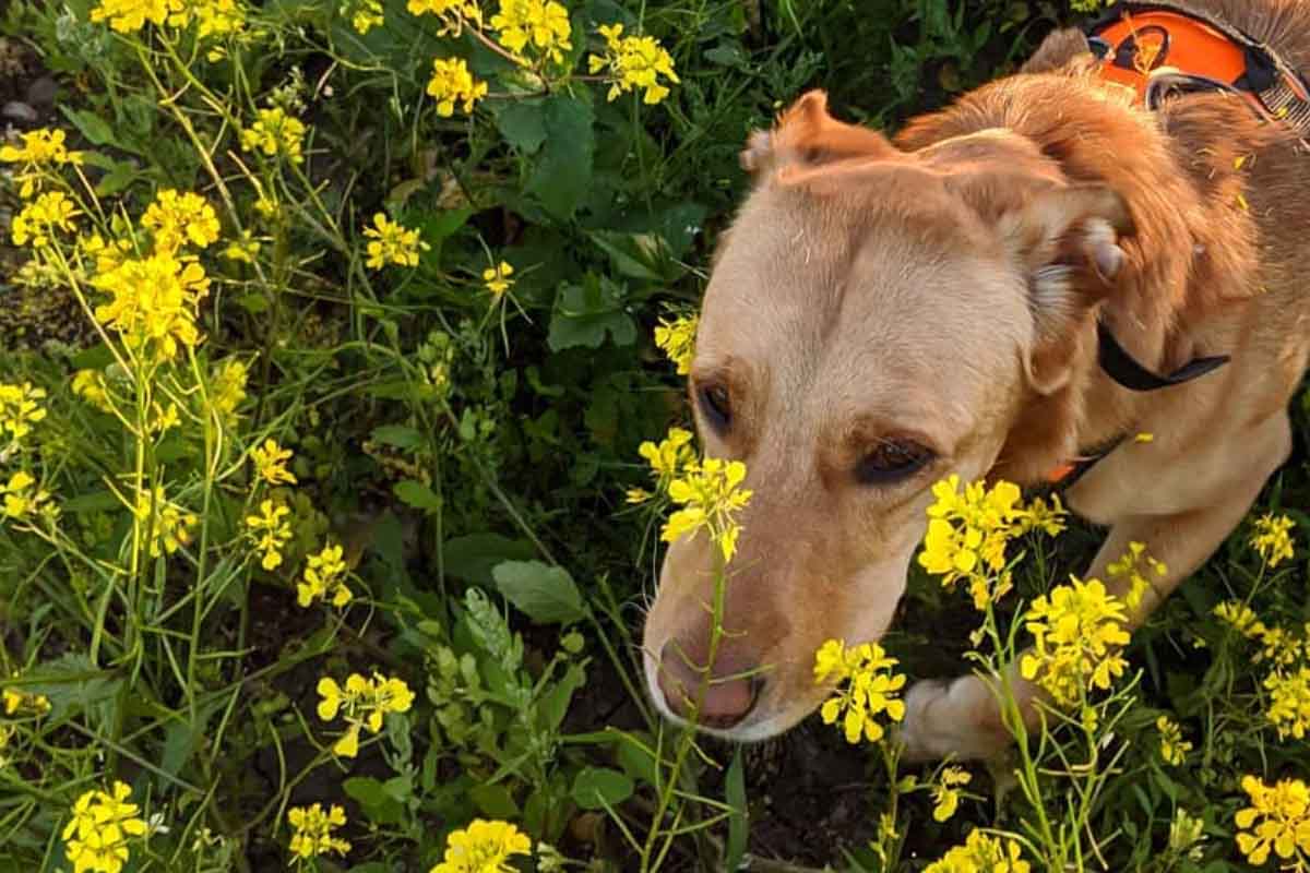 German Sheprador Pros And Cons • helloBARK!