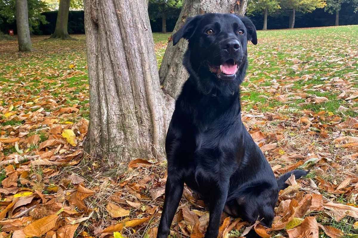 Sheprador Size Appearance Temperament Shedding Exercise Price