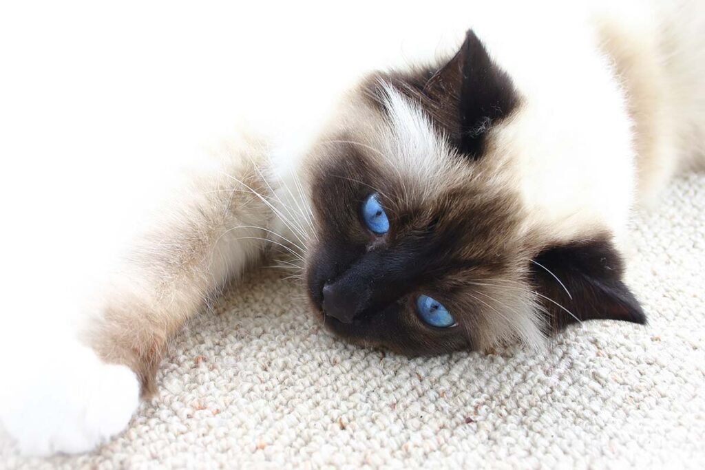 Top 150 Best Names For Siamese Cat • helloBARK!