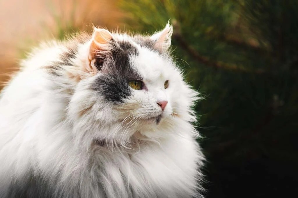 6 Best Cat Breed For Allergies • helloBARK!