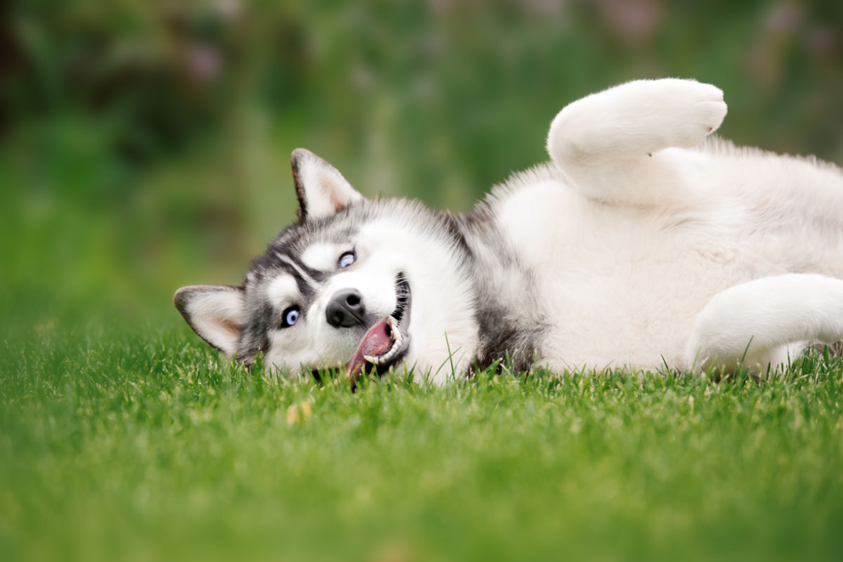 9 Siberian Husky Colors Agouti Black White Sable Copper Gray