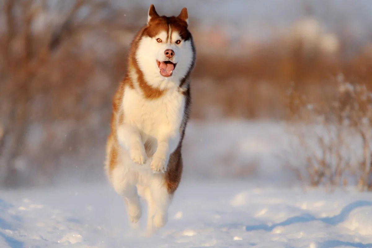 Are Husky Dogs Hypoallergenic