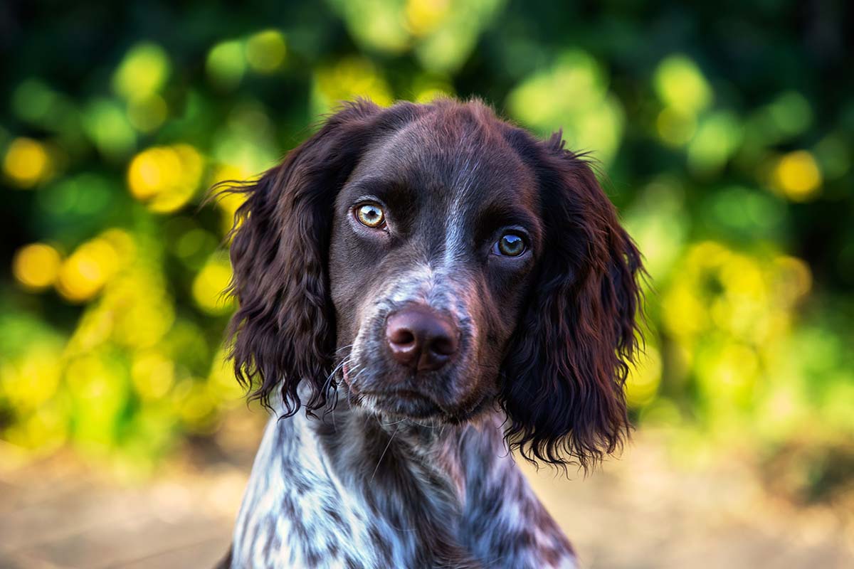 Sprocker Spaniels Pros and Cons Smart Training Exercise Shed