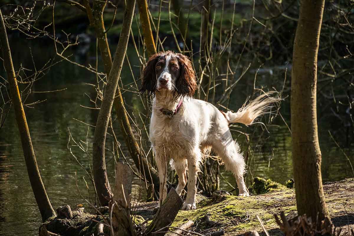 Sprocker Spaniels Pros and Cons Smart Training Exercise Shed