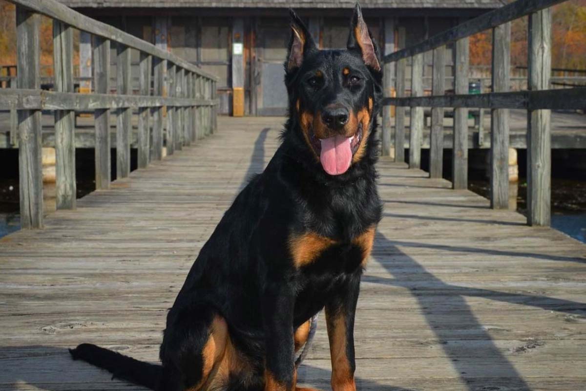Beauceron Pros And Cons • helloBARK!