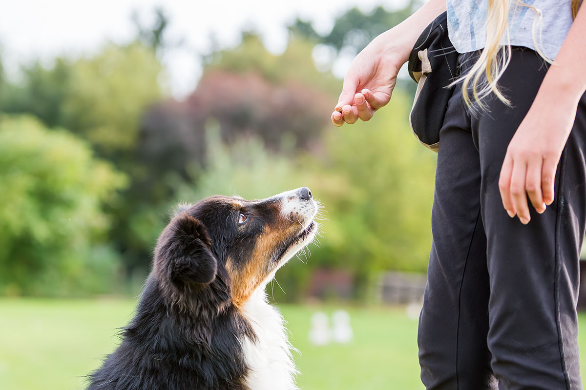 Best Training Treats For Dogs With Sensitive Stomachs UK • helloBARK!