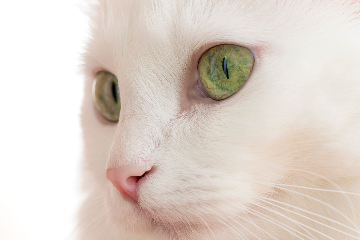 Turkish Angora Cat Pros And Cons • helloBARK!
